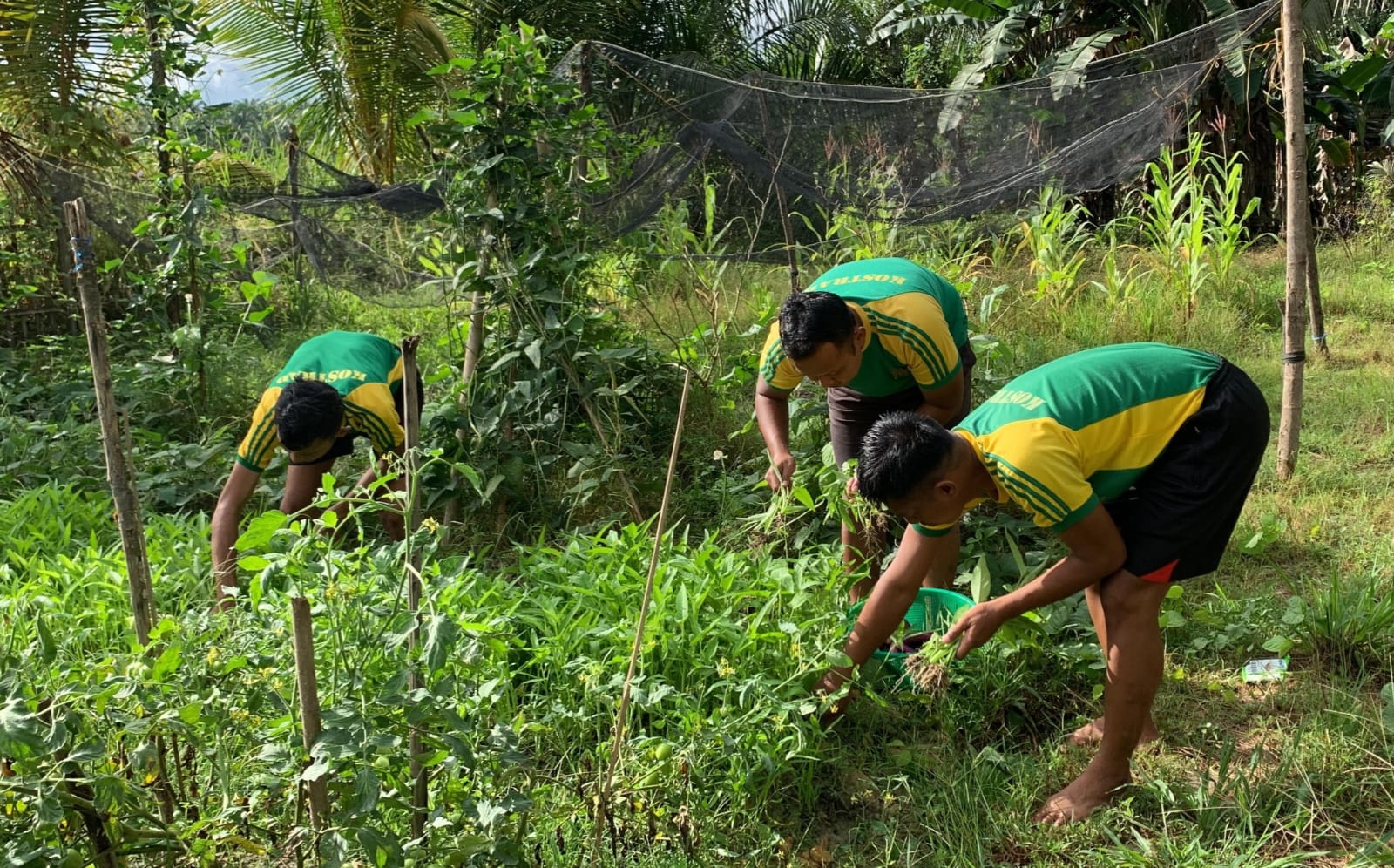 Satgas Pamtas Yonarmed 11 Kostrad Pos Kandungan mewujudkan ketahanan dan kemandirian pangan di perbatasan, Senin (09/06/2025). (foto: Peneleven/Narwan) 